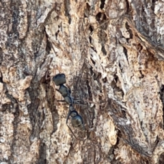 Myrmecia sp., pilosula-group at Casey, ACT - 14 May 2023