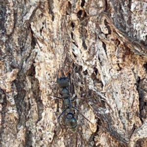 Myrmecia sp., pilosula-group at Casey, ACT - 14 May 2023