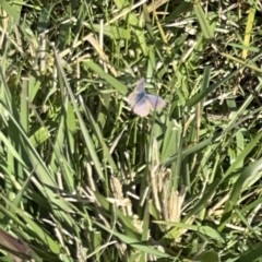 Zizina otis (Common Grass-Blue) at Casey, ACT - 14 May 2023 by Hejor1