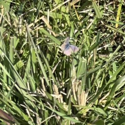 Zizina otis (Common Grass-Blue) at Casey, ACT - 14 May 2023 by Hejor1