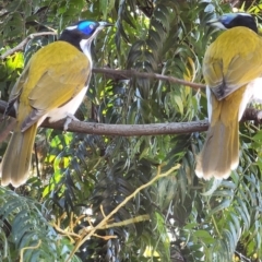 Entomyzon cyanotis (Blue-faced Honeyeater) at Deakin, ACT - 14 May 2023 by Steve818