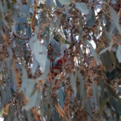 Platycercus elegans (Crimson Rosella) at Paddys River, ACT - 14 May 2023 by JimL