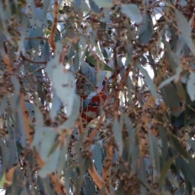 Platycercus elegans (Crimson Rosella) at Cotter Reserve - 14 May 2023 by JimL