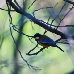 Acanthorhynchus tenuirostris (Eastern Spinebill) at Cotter Reserve - 14 May 2023 by JimL