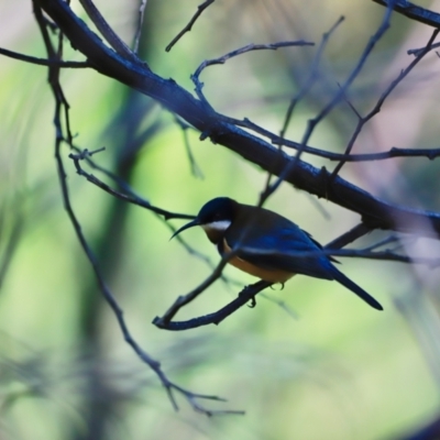 Acanthorhynchus tenuirostris (Eastern Spinebill) at Cotter Reserve - 14 May 2023 by JimL