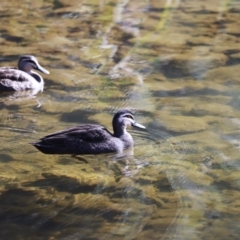 Anas superciliosa (Pacific Black Duck) at Paddys River, ACT - 14 May 2023 by JimL