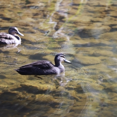 Anas superciliosa (Pacific Black Duck) at Cotter Reserve - 14 May 2023 by JimL