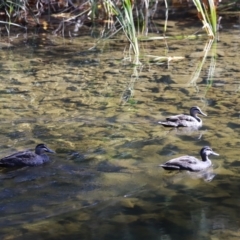 Anas superciliosa at Paddys River, ACT - 14 May 2023