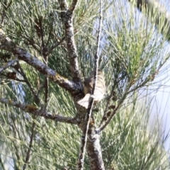 Acanthiza pusilla (Brown Thornbill) at Paddys River, ACT - 14 May 2023 by JimL