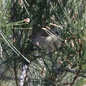 Acanthiza pusilla at Paddys River, ACT - 14 May 2023