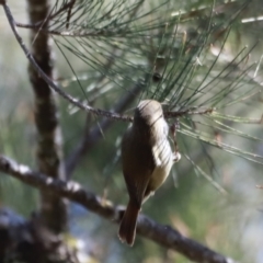 Acanthiza pusilla at Paddys River, ACT - 14 May 2023