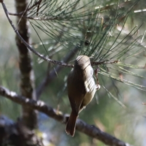 Acanthiza pusilla at Paddys River, ACT - 14 May 2023