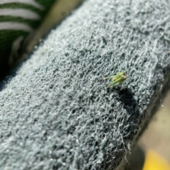 Sidymella sp. (genus) at Casey, ACT - 14 May 2023