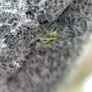 Sidymella sp. (genus) at Casey, ACT - 14 May 2023