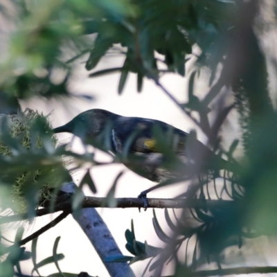 Phylidonyris pyrrhopterus (Crescent Honeyeater) at Cotter Reserve - 14 May 2023 by JimL