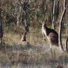 Macropus giganteus (Eastern Grey Kangaroo) at Mount Taylor - 14 May 2023 by MatthewFrawley