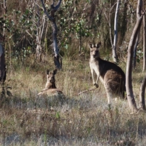 Macropus giganteus at Kambah, ACT - 14 May 2023