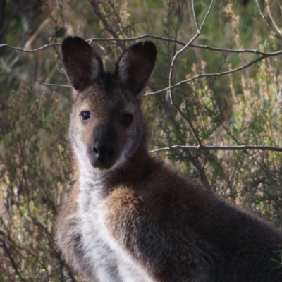 Notamacropus rufogriseus (Red-necked Wallaby) at Mount Taylor - 14 May 2023 by MatthewFrawley