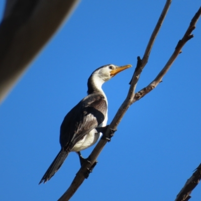 Microcarbo melanoleucos (Little Pied Cormorant) at Fisher, ACT - 14 May 2023 by MatthewFrawley