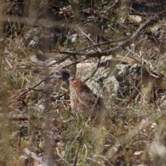 Turnix varius (Painted Buttonquail) at Fisher, ACT - 14 May 2023 by MatthewFrawley