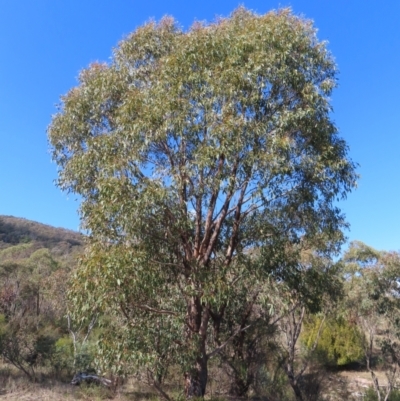 Eucalyptus dives (Broad-leaved Peppermint) at Kambah, ACT - 14 May 2023 by MatthewFrawley