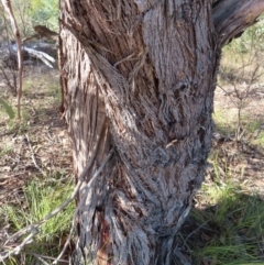 Eucalyptus dives at Kambah, ACT - 14 May 2023