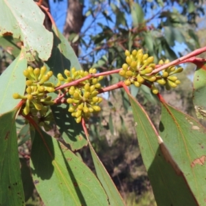 Eucalyptus dives at Kambah, ACT - 14 May 2023