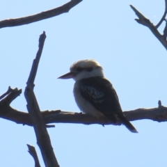 Dacelo novaeguineae (Laughing Kookaburra) at Kambah, ACT - 14 May 2023 by MatthewFrawley