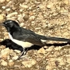 Rhipidura leucophrys (Willie Wagtail) at Aranda Bushland - 17 Mar 2023 by lbradley