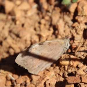 Heteronympha merope at Deakin, ACT - 14 May 2023