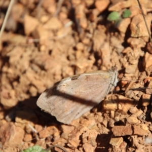 Heteronympha merope at Deakin, ACT - 14 May 2023