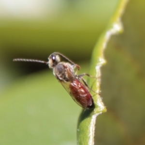 Lasioglossum (Parasphecodes) sp. (genus & subgenus) at Hughes, ACT - 14 May 2023