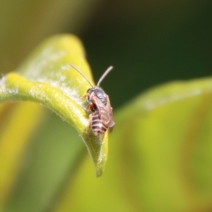 Euryglossa adelaidae at Hughes, ACT - 13 May 2023