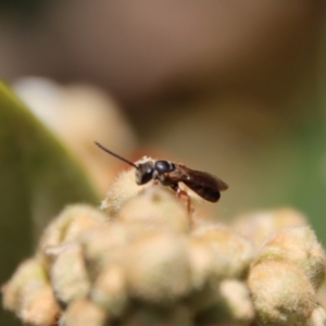 Euryglossa adelaidae at Hughes, ACT - 13 May 2023