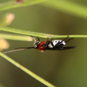 Braconidae (family) at Hughes, ACT - 13 May 2023 03:33 PM