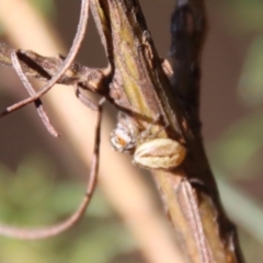 Opisthoncus abnormis (Long-legged Jumper) at Hughes, ACT - 13 May 2023 by LisaH