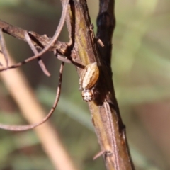 Opisthoncus abnormis at Hughes, ACT - 13 May 2023