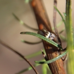 Opisthoncus abnormis at Hughes, ACT - 13 May 2023 03:27 PM