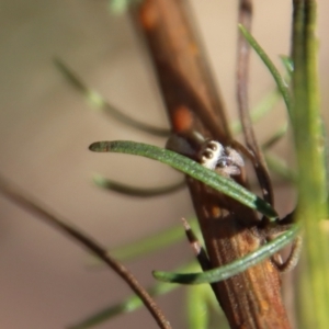 Opisthoncus abnormis at Hughes, ACT - 13 May 2023