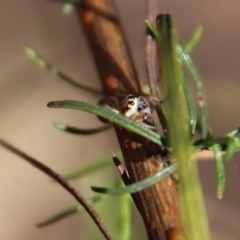 Opisthoncus abnormis at Hughes, ACT - 13 May 2023