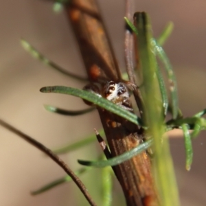 Opisthoncus abnormis at Hughes, ACT - 13 May 2023 03:27 PM