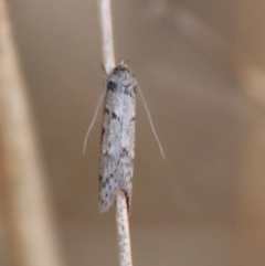 Philobota pedetis (Spotty Philobota) at Hughes, ACT - 13 May 2023 by LisaH