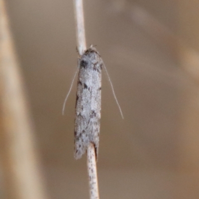 Philobota pedetis (Spotty Philobota) at Hughes, ACT - 13 May 2023 by LisaH