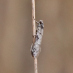 Philobota pedetis at Hughes, ACT - 13 May 2023