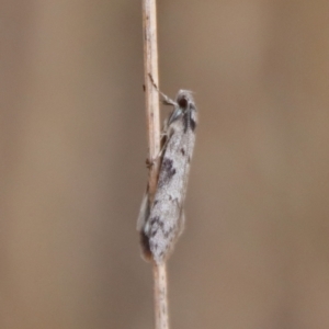 Philobota pedetis at Hughes, ACT - 13 May 2023