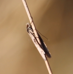 Philobota pedetis at Hughes, ACT - 13 May 2023 04:02 PM