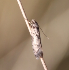 Philobota pedetis at Hughes, ACT - 13 May 2023 04:02 PM