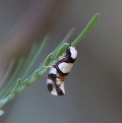 Monopis icterogastra at Deakin, ACT - 14 May 2023 02:17 PM