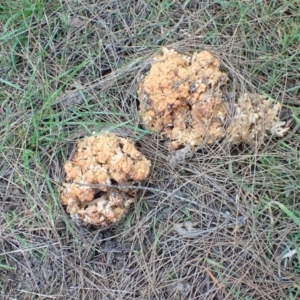 Ramaria capitata var. capitata at Murrumbateman, NSW - 14 May 2023