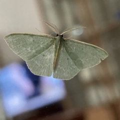 Chlorocoma (genus) (Emerald moth) at Surf Beach, NSW - 14 May 2023 by Hejor1